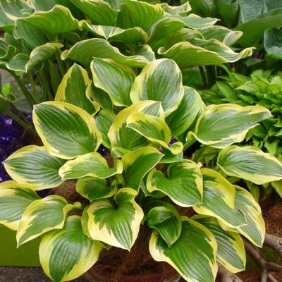 Hosta 'Queen Josephine'